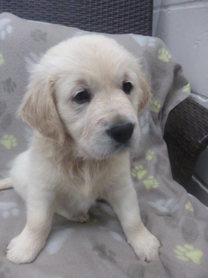 Golden-Retriever-Bremen