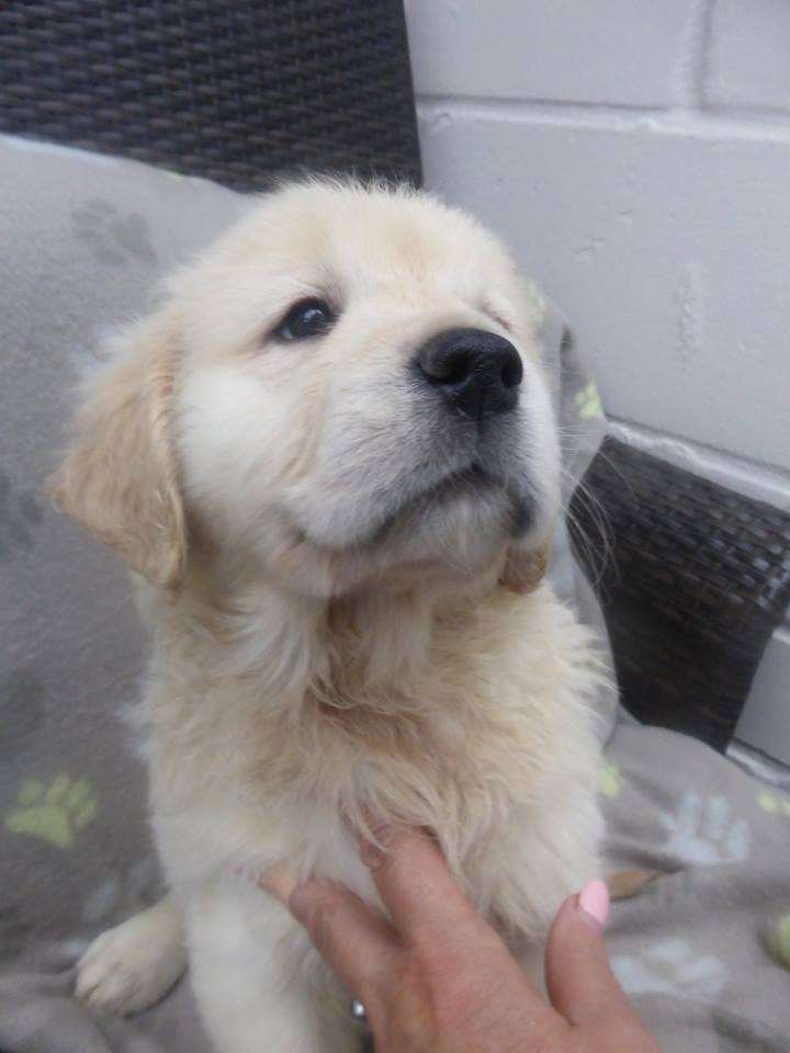 Golden-Retriever-Bremen