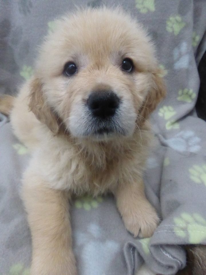 Golden-Retriever-Bremen