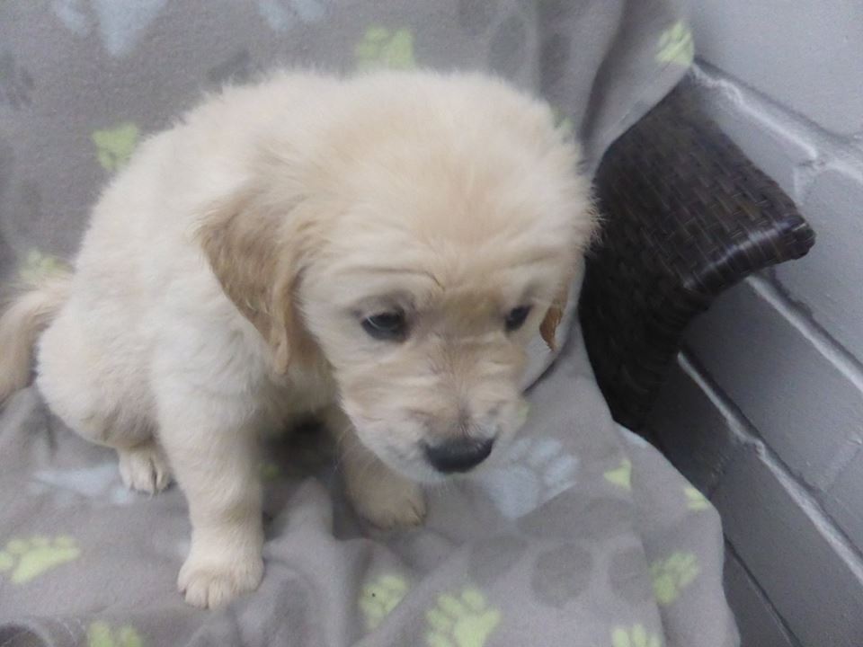Golden-Retriever-Bremen