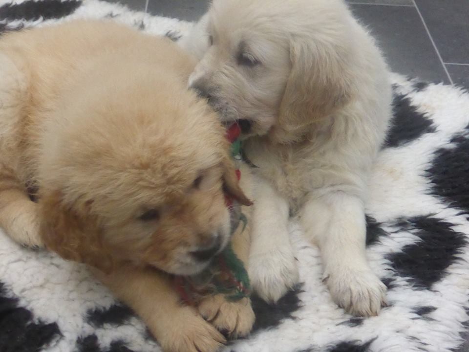 Golden-Retriever-Bremen
