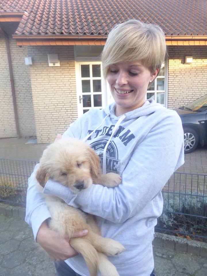 Golden-Retriever-Bremen