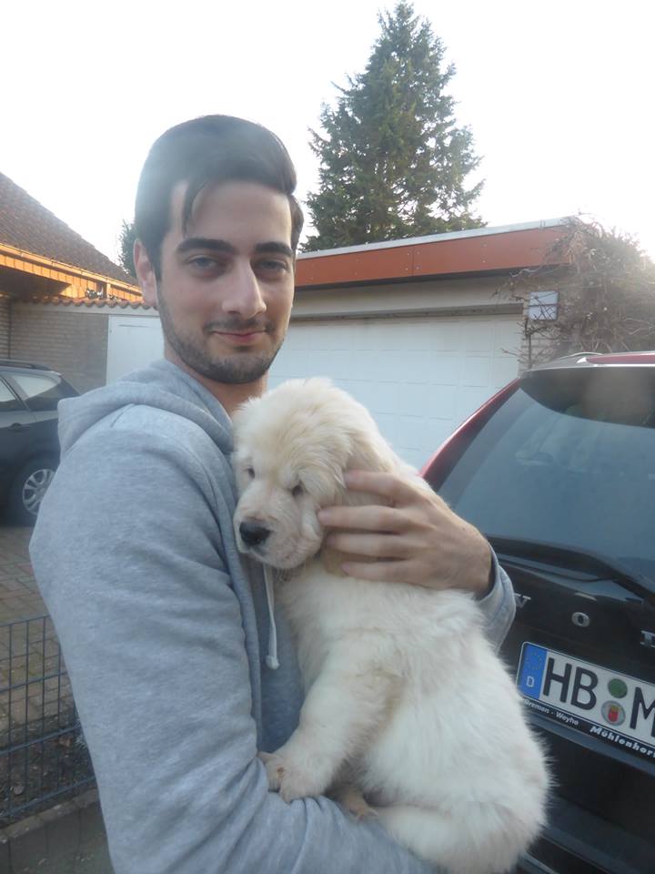 Golden-Retriever-Bremen