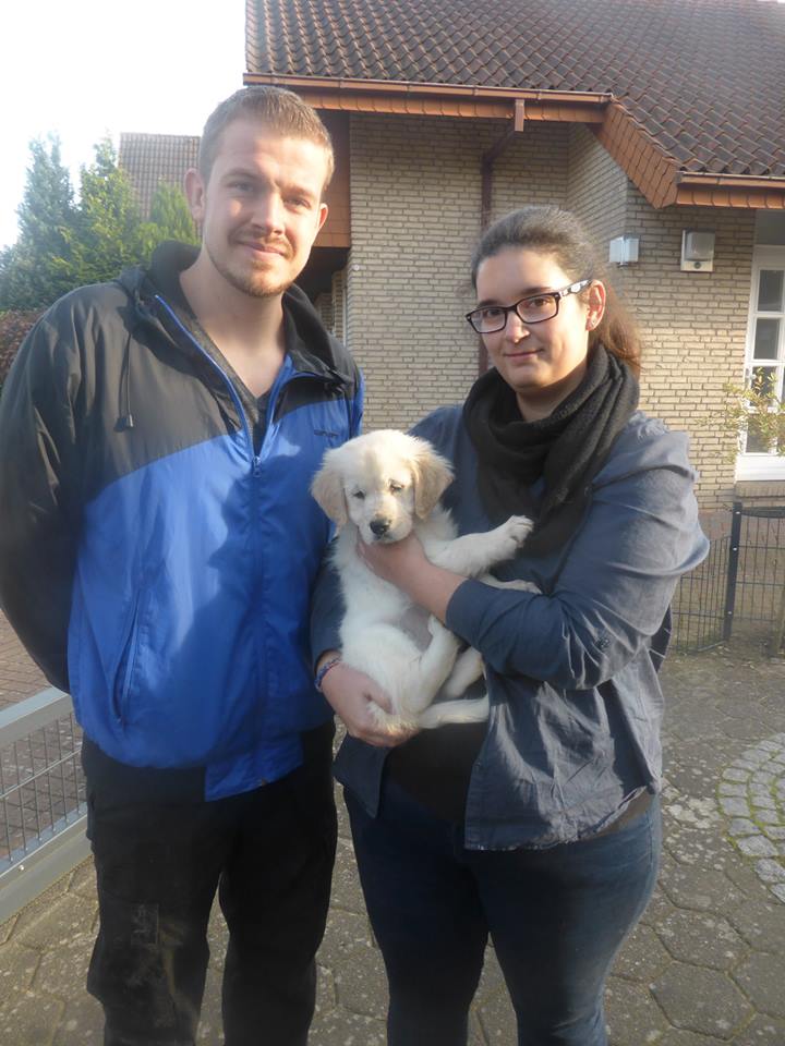 Golden-Retriever-Bremen