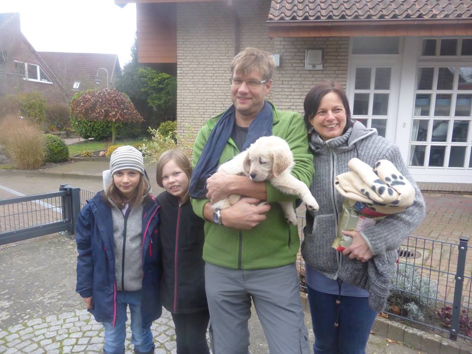 Golden-Retriever-Bremen