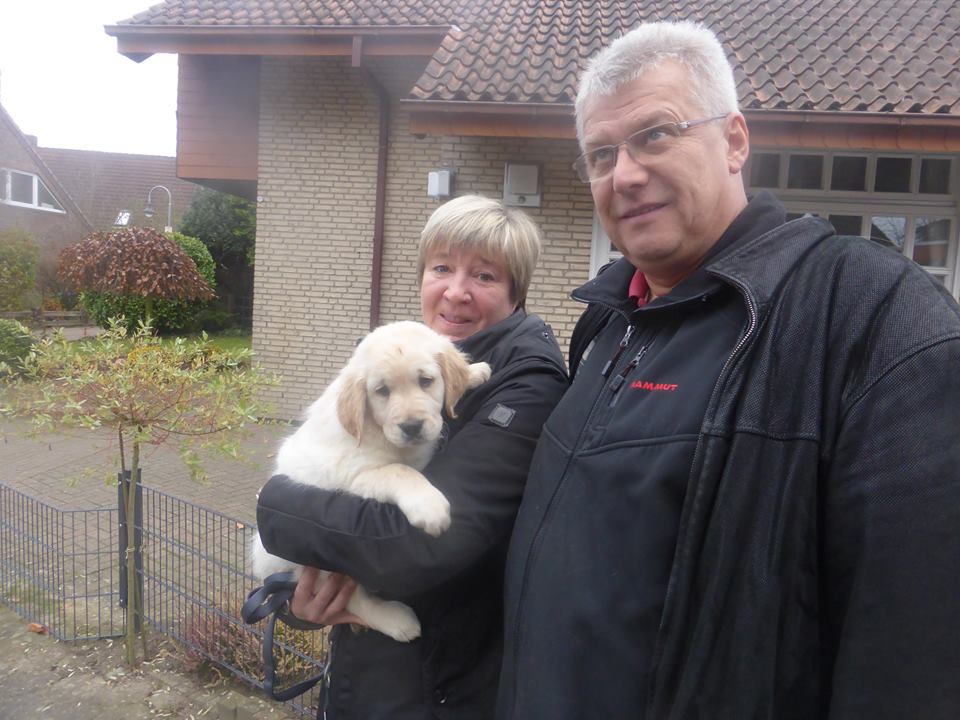 Golden-Retriever-Bremen