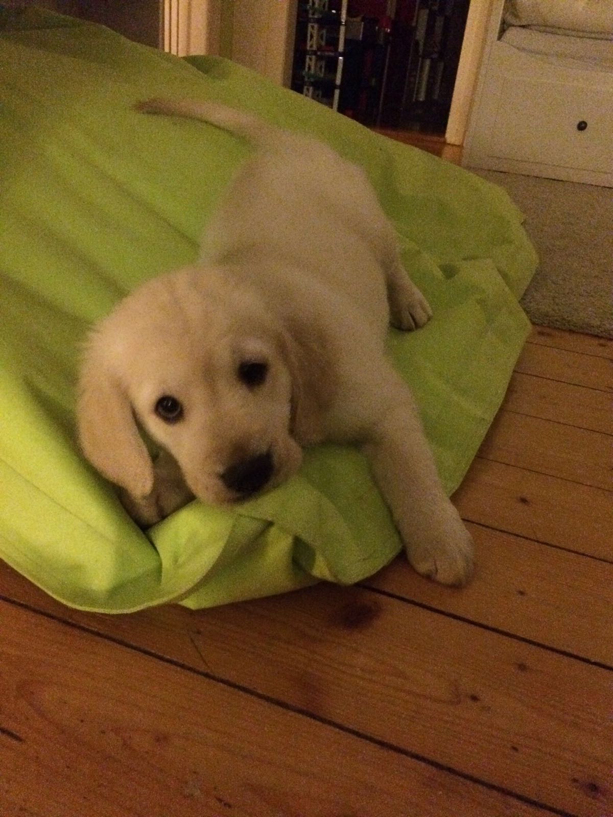 Golden-Retriever-Bremen