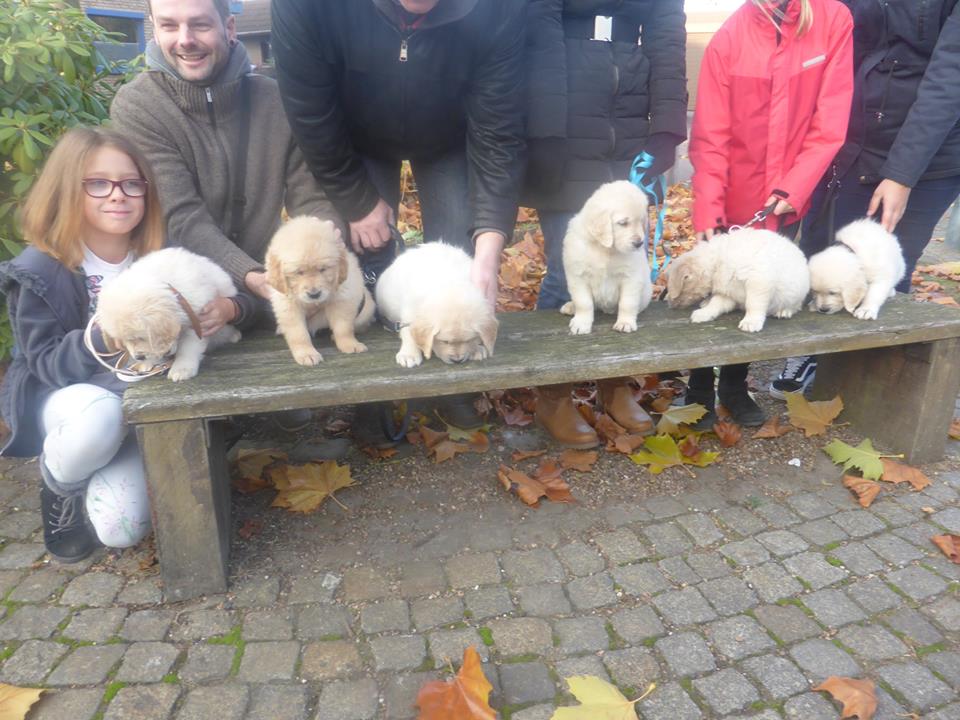 Golden-Retriever-Bremen