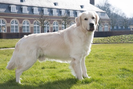 Golden-Retriever-Bremen