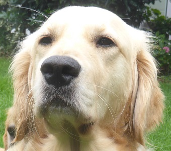 Golden-Retriever-Bremen