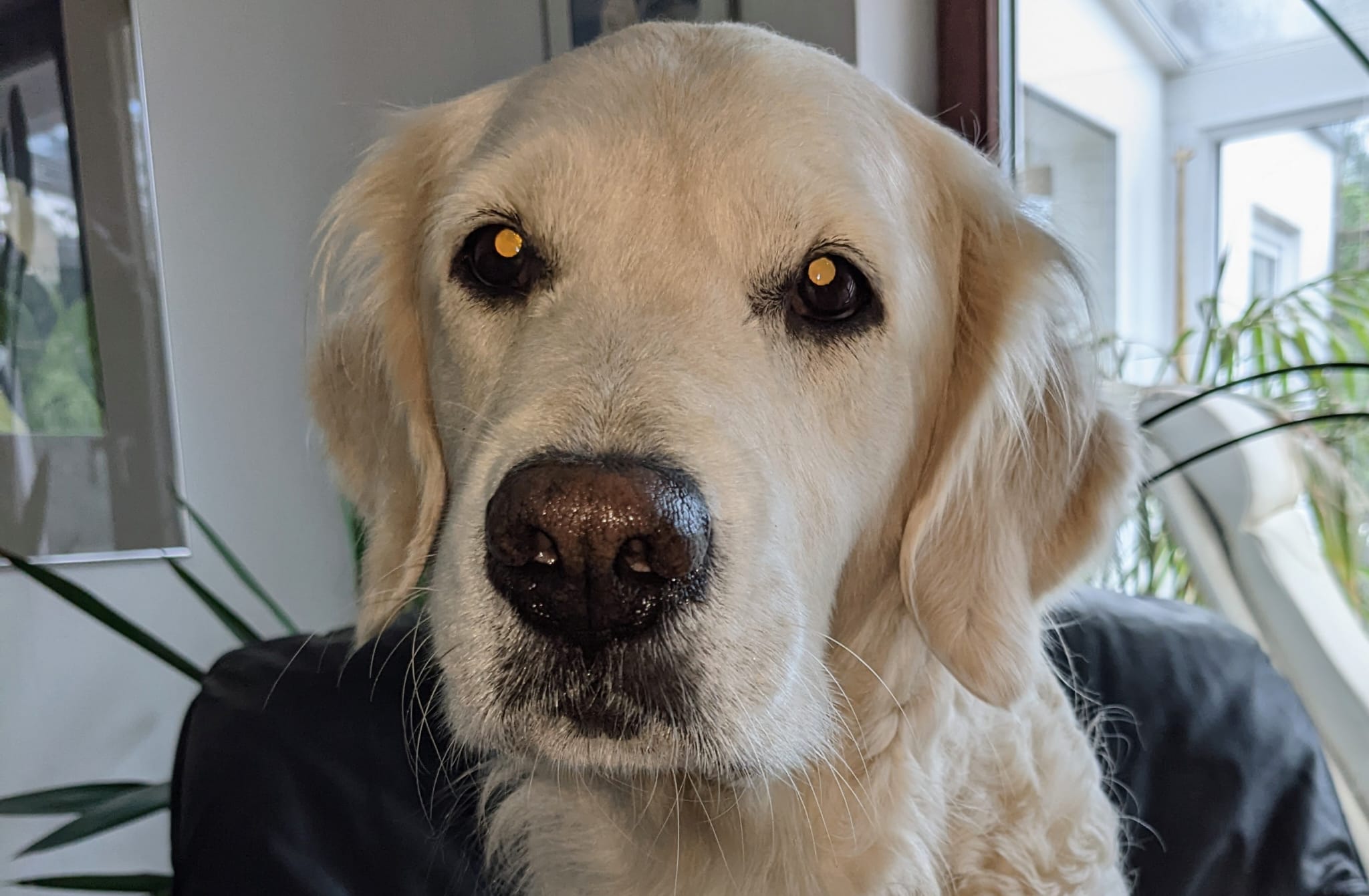 Golden-Retriever-Bremen