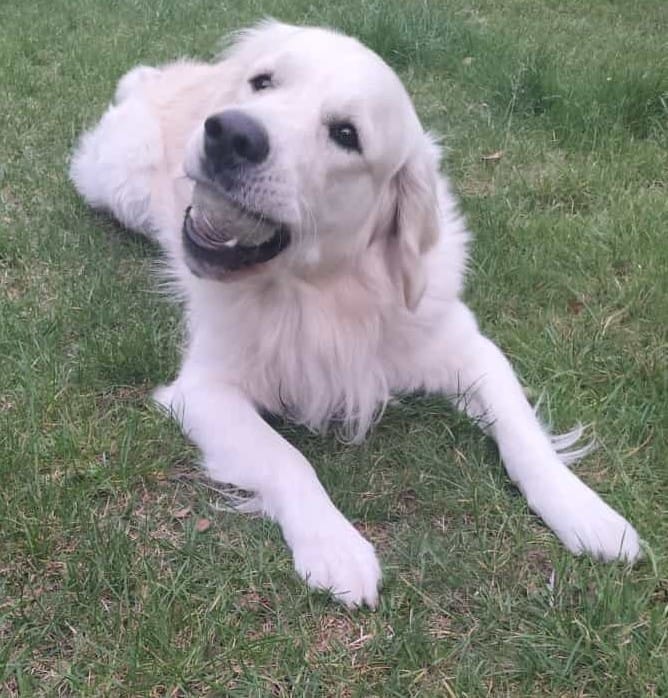 Golden-Retriever-Bremen