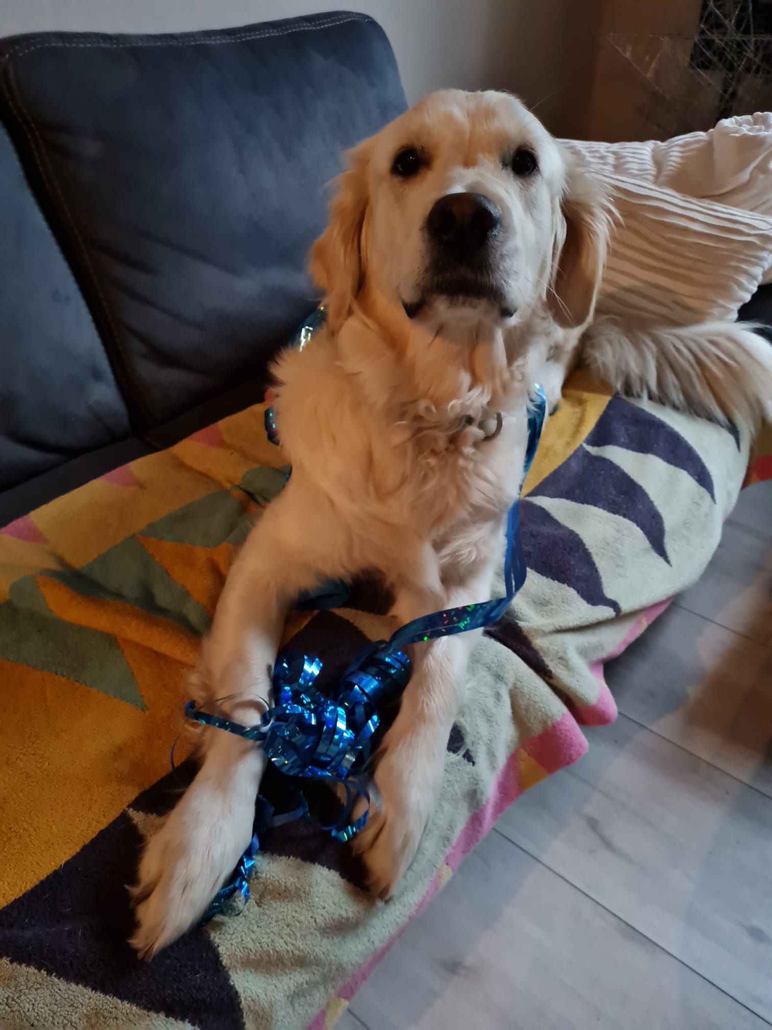 Golden-Retriever-Bremen