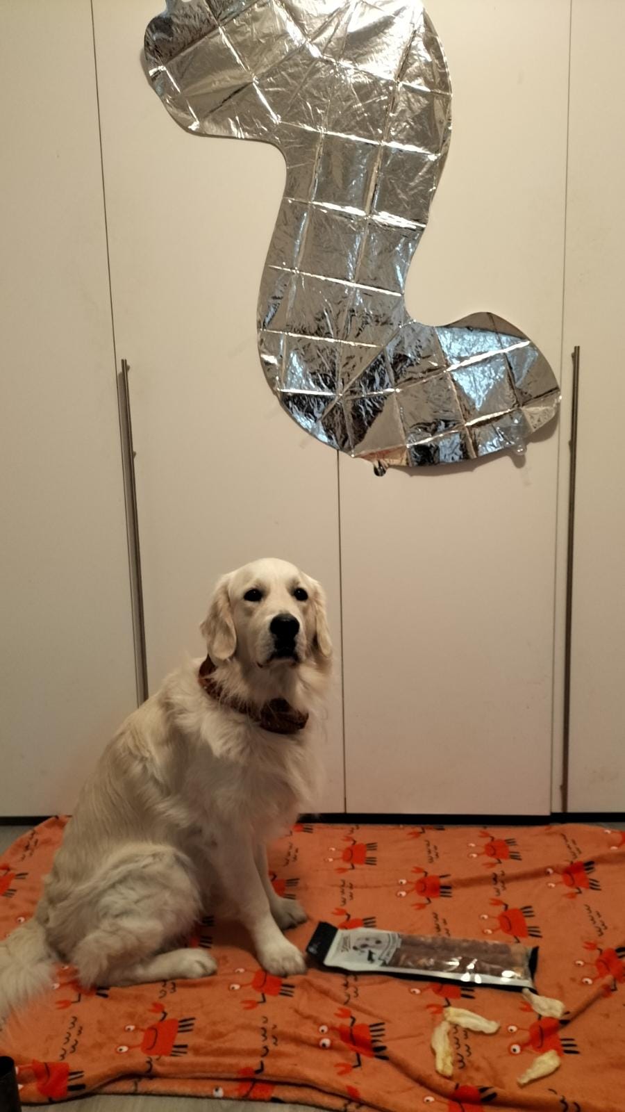Golden-Retriever-Bremen