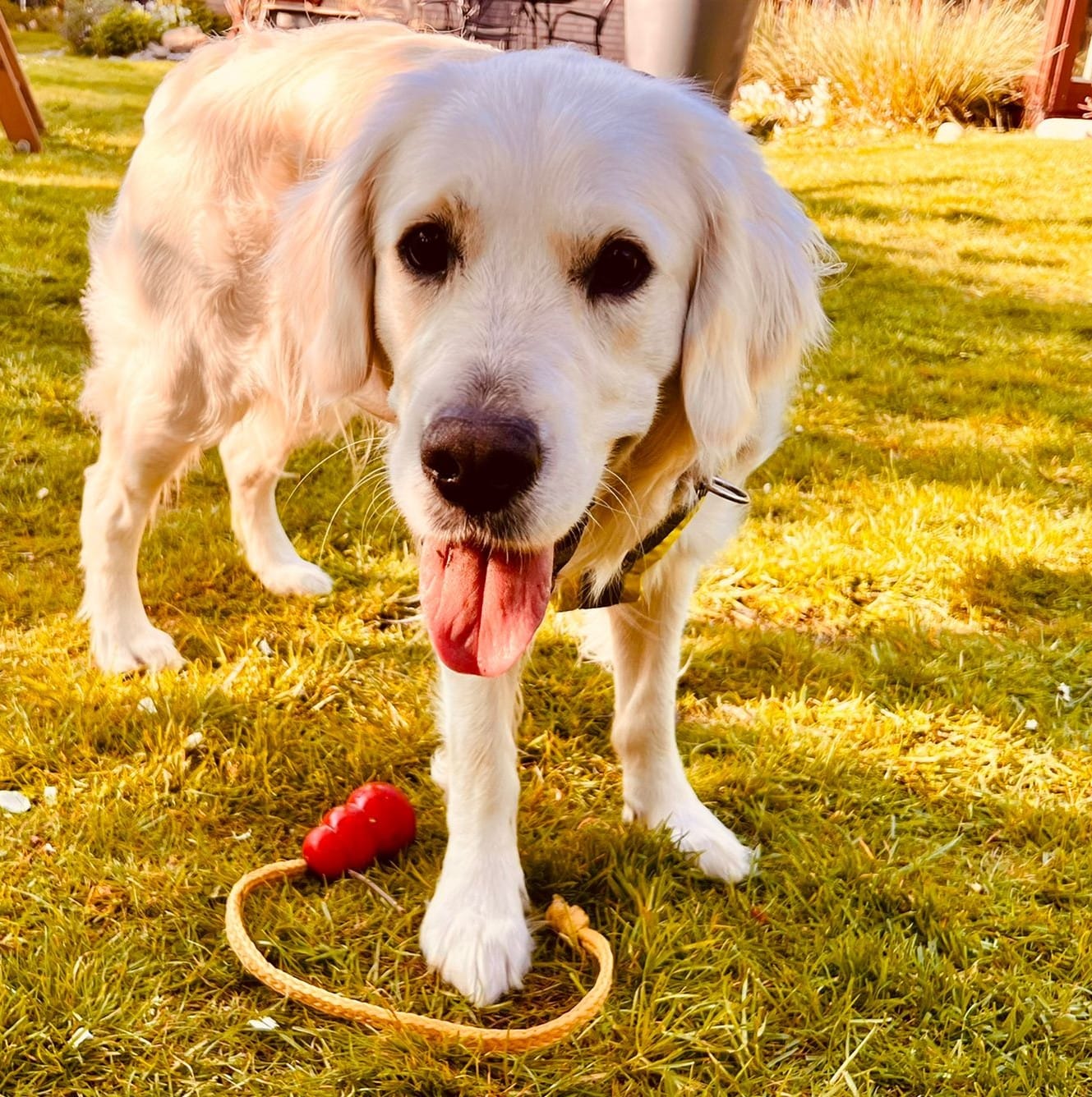 Golden-Retriever-Bremen