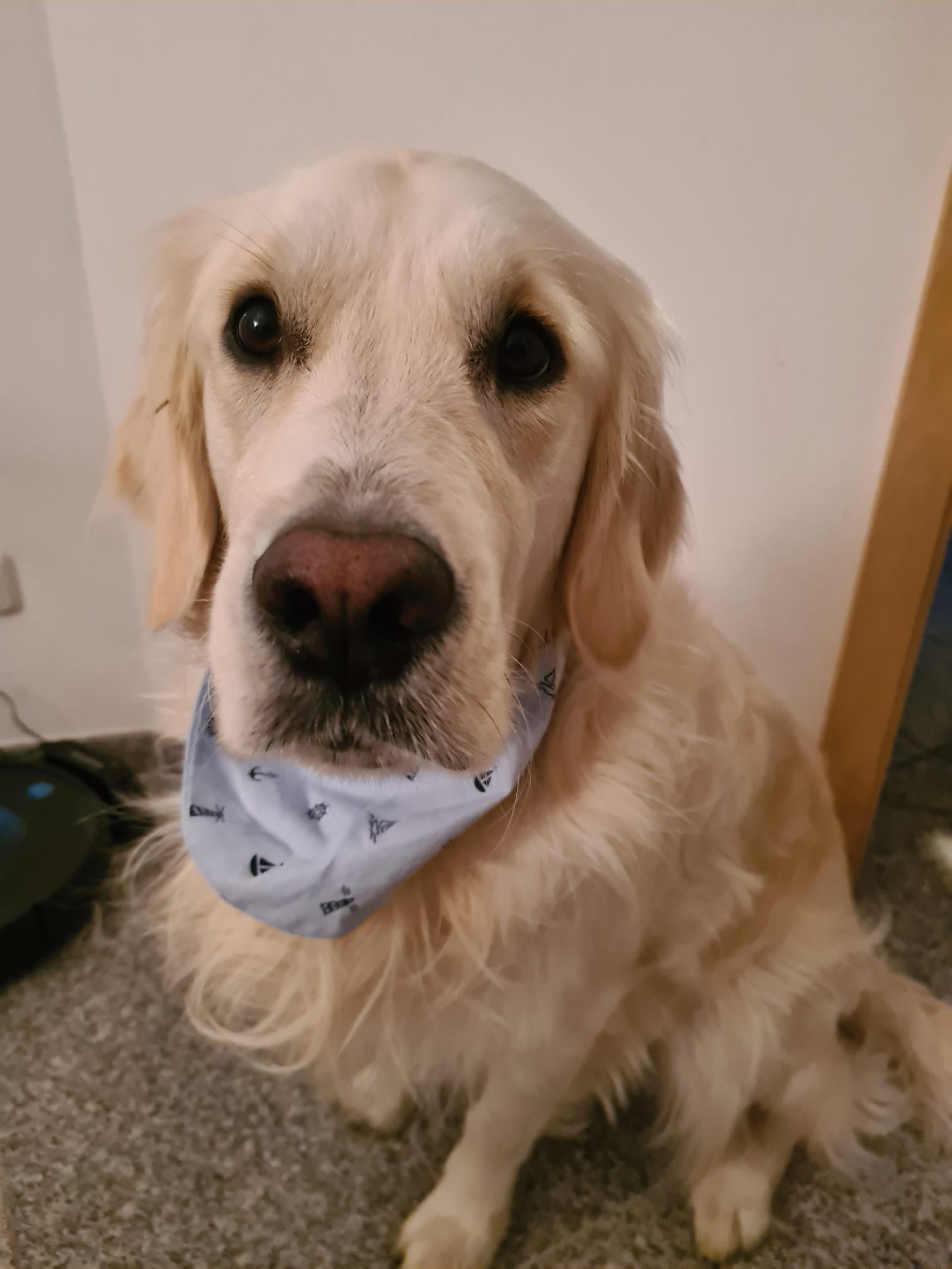 Golden-Retriever-Bremen