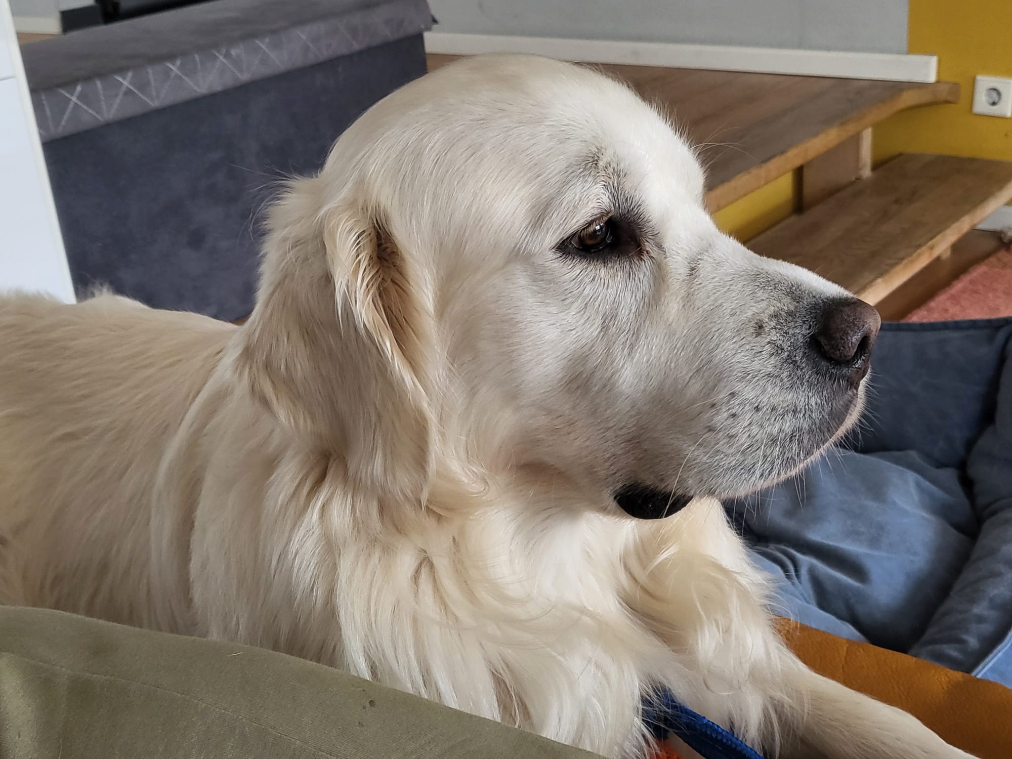 Golden-Retriever-Bremen