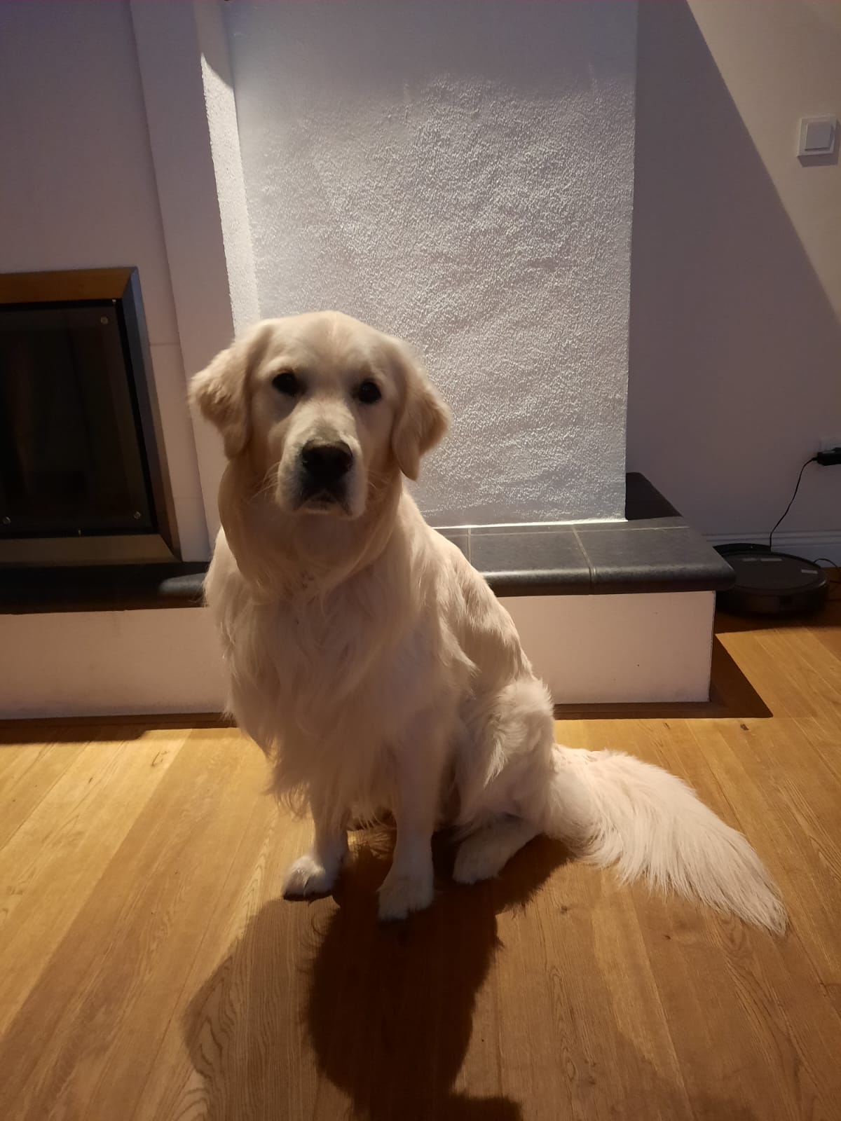 Golden-Retriever-Bremen