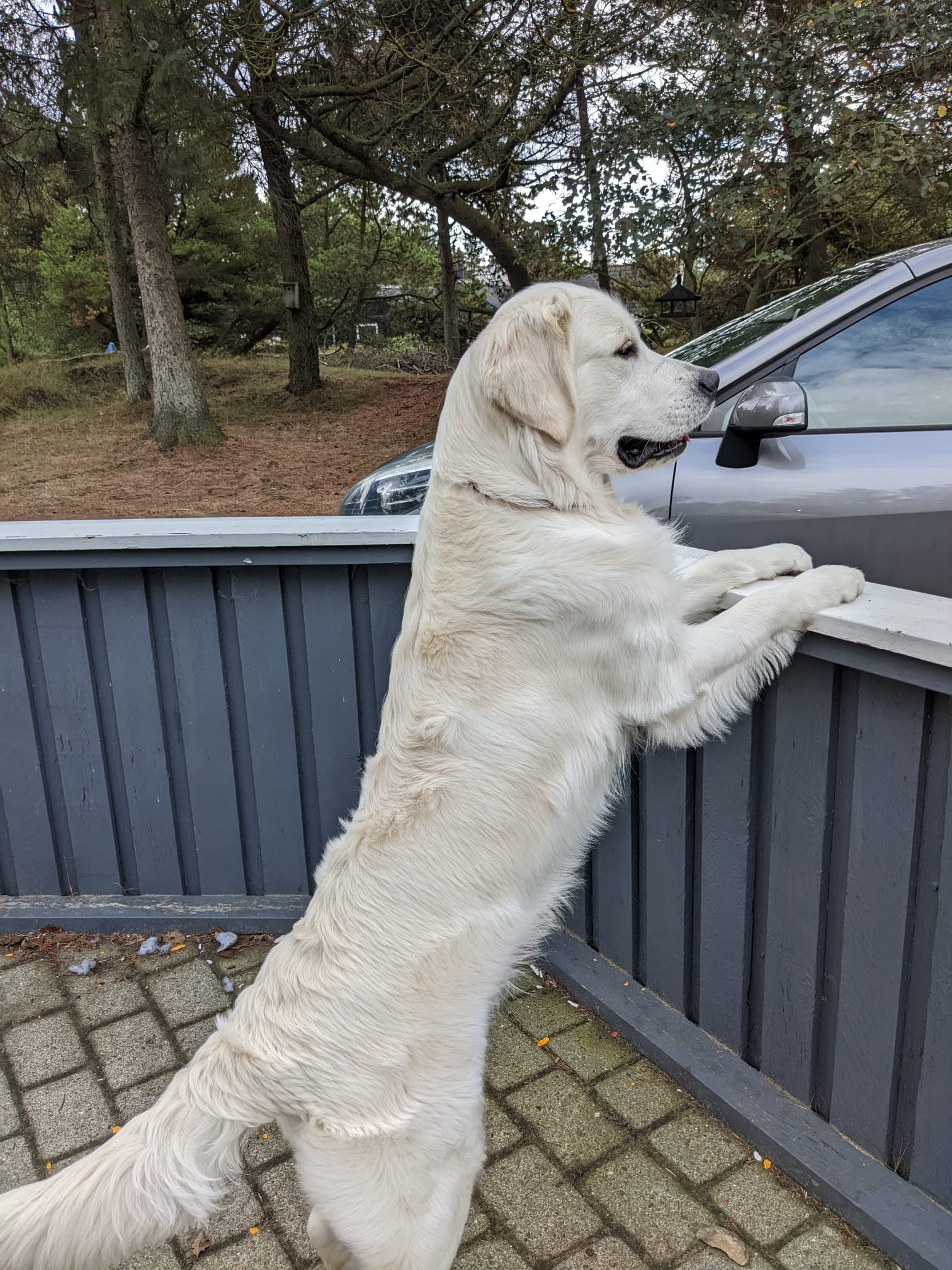 Golden-Retriever-Bremen