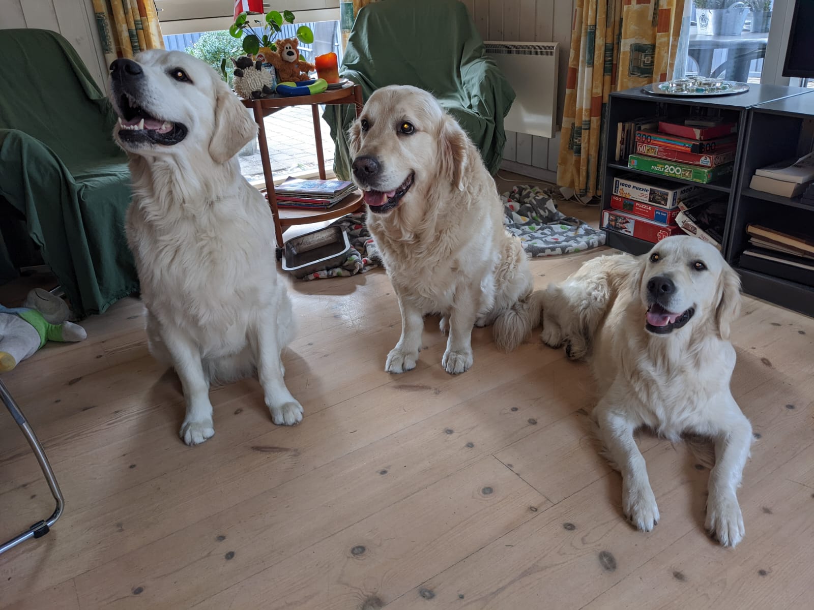 Golden-Retriever-Bremen