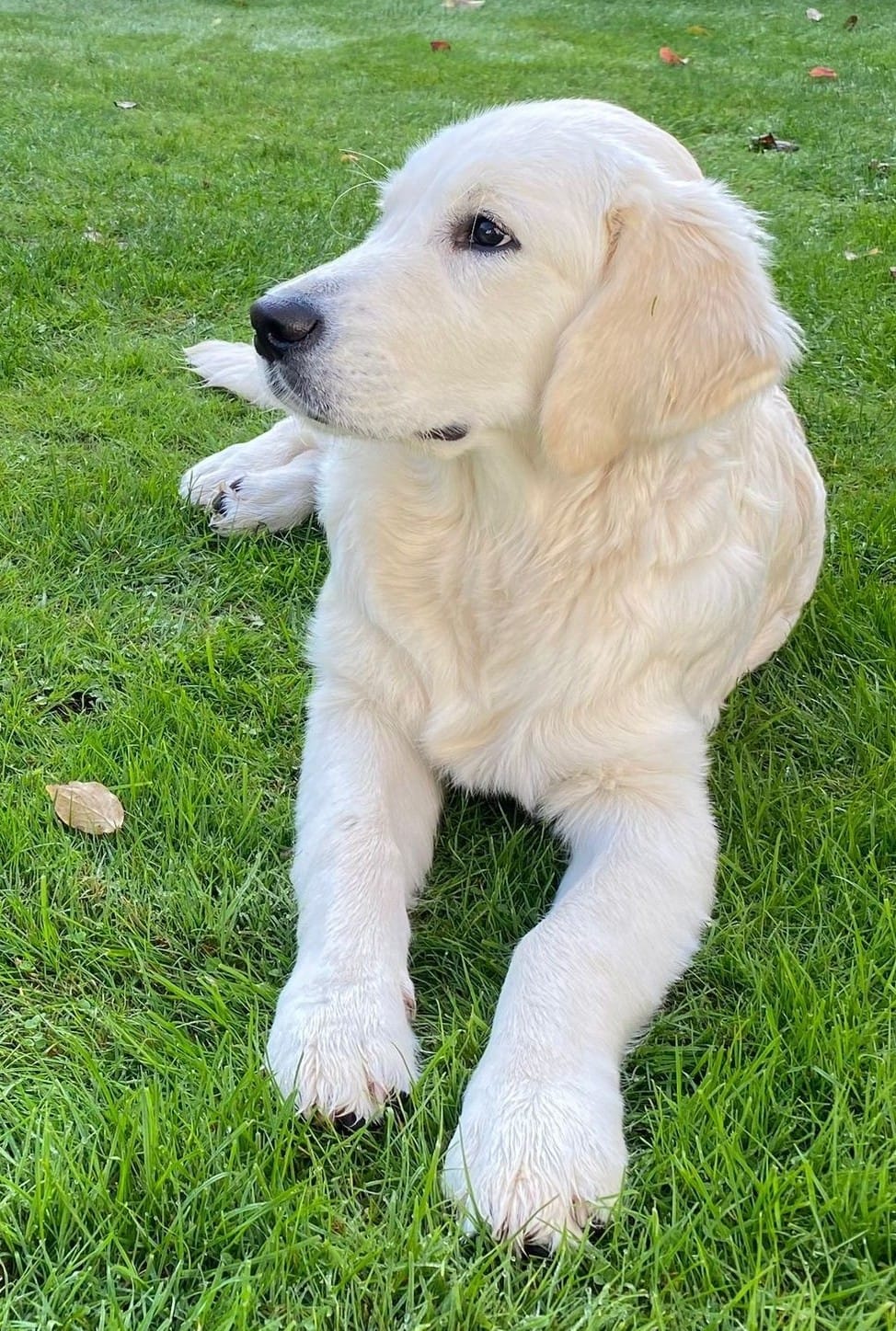 Golden-Retriever-Bremen