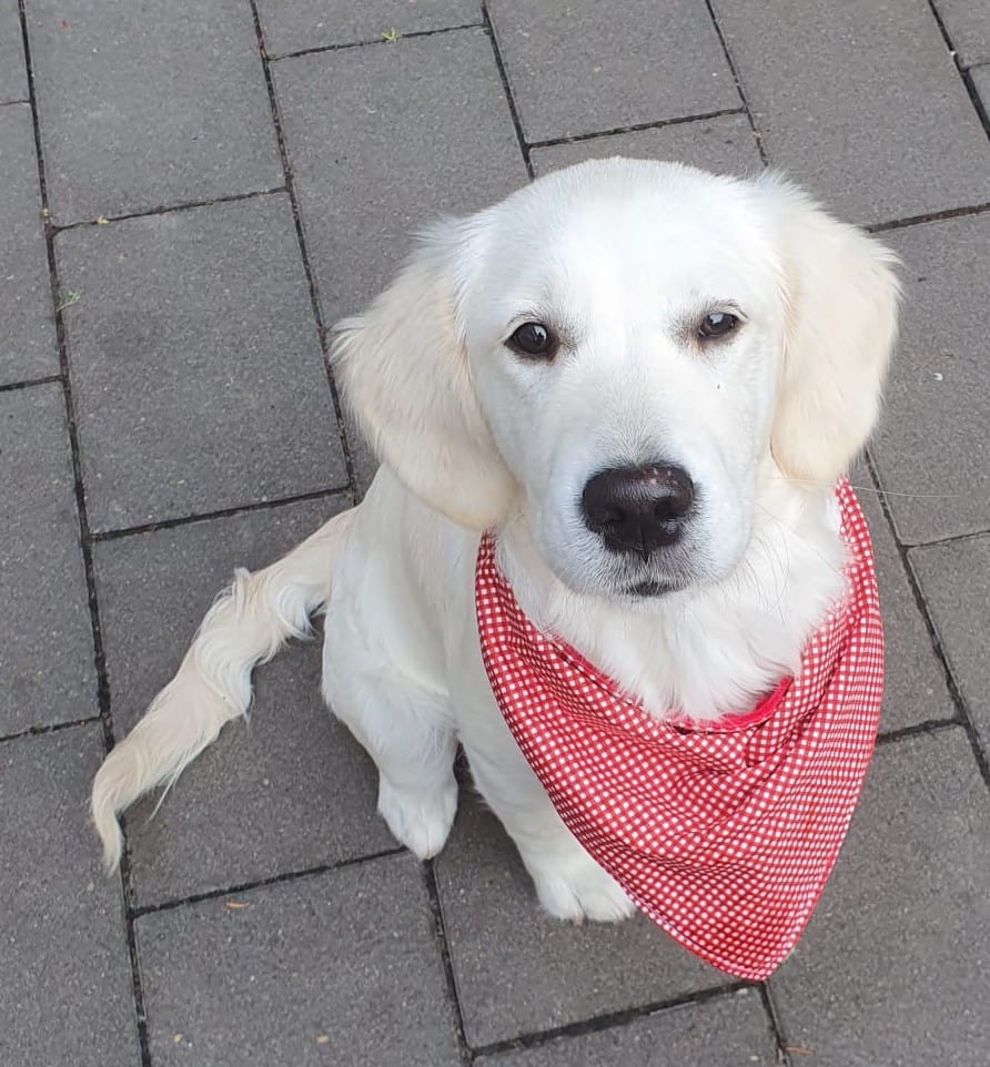 Golden-Retriever-Bremen