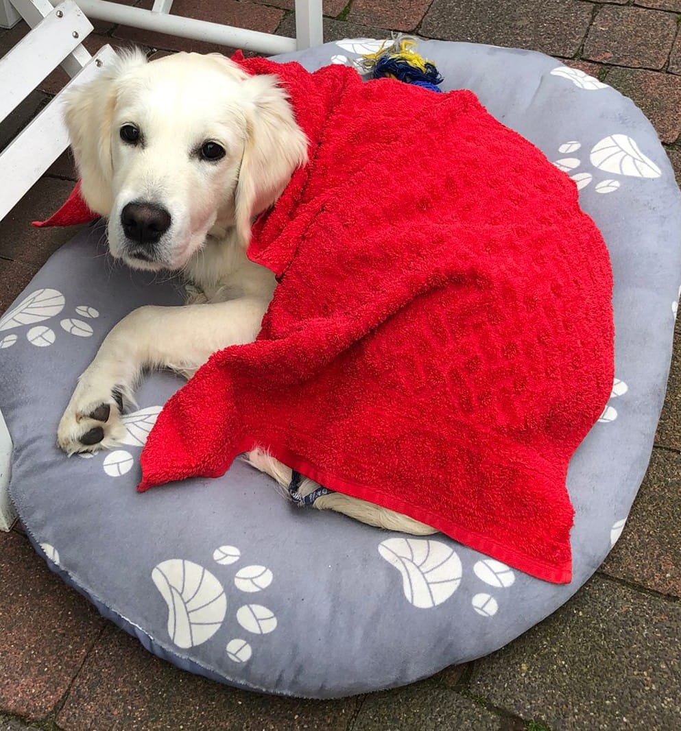 Golden-Retriever-Bremen