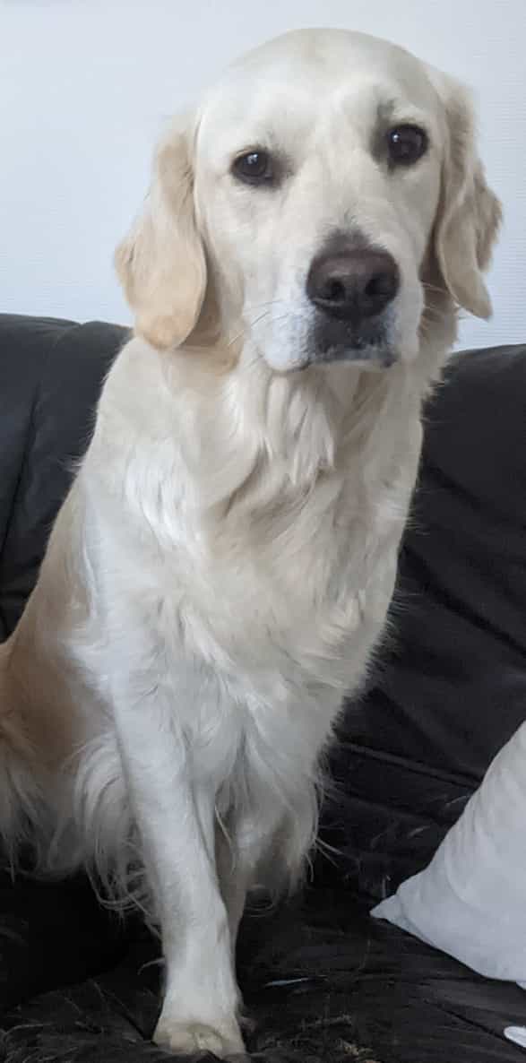 Golden-Retriever-Bremen