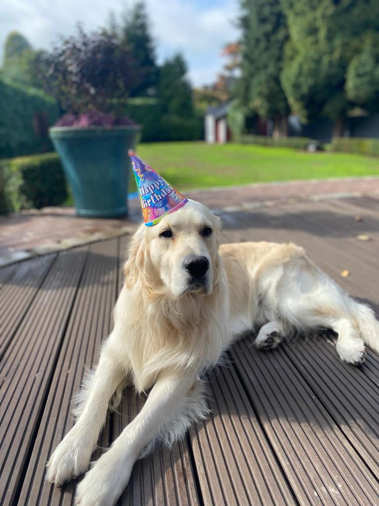 Golden-Retriever-Bremen