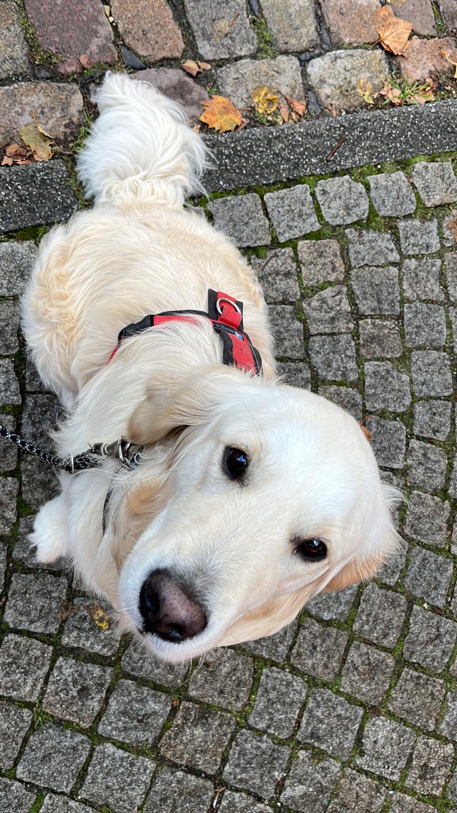 Golden-Retriever-Bremen