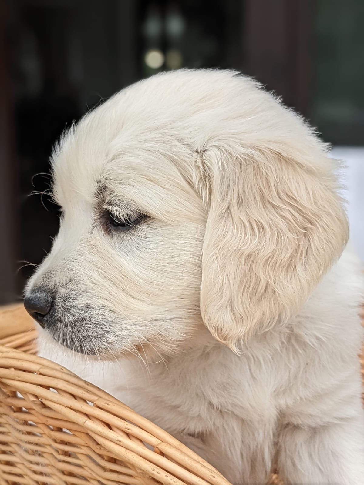 Golden-Retriever-Bremen