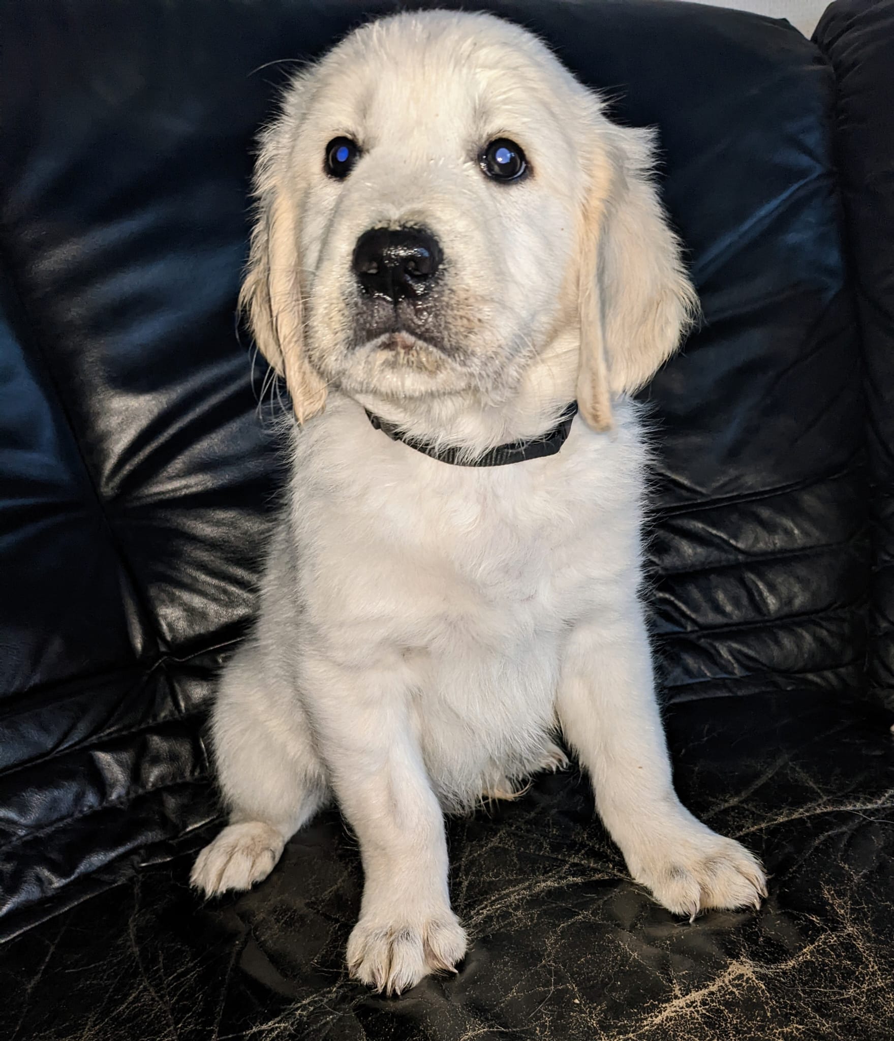 Golden-Retriever-Bremen