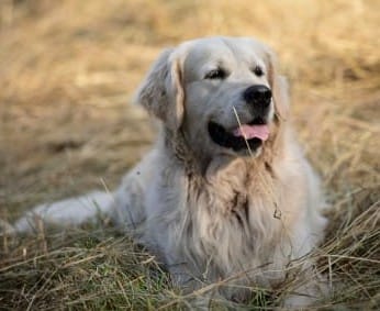 Golden-Retriever-Bremen