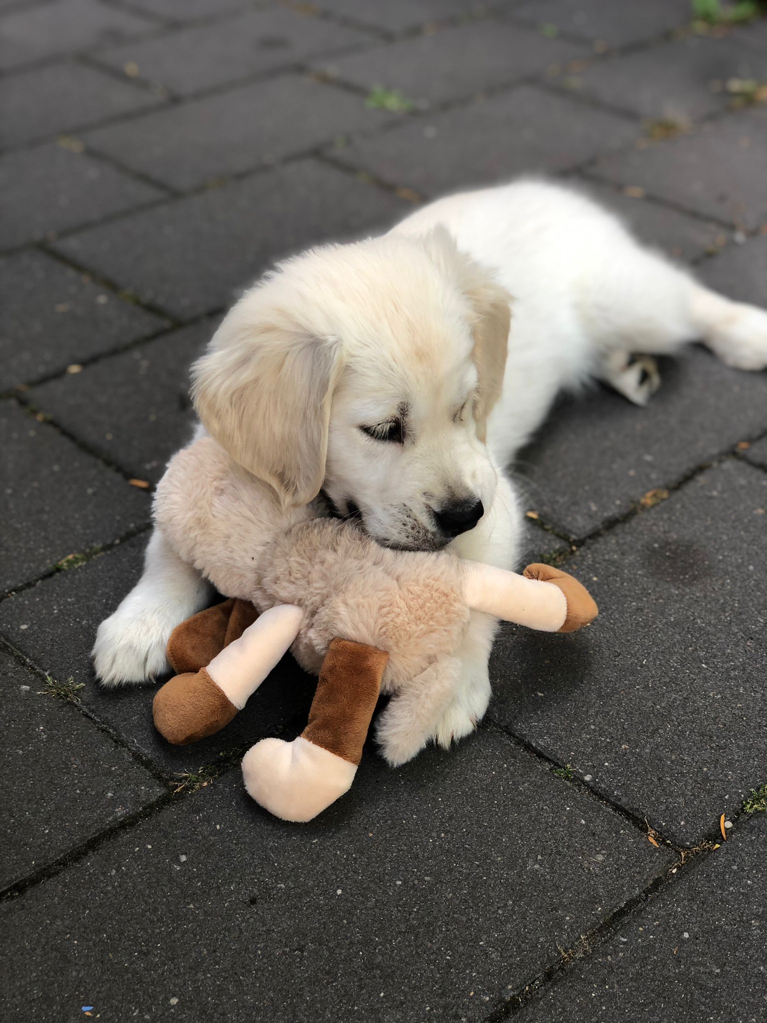 Golden-Retriever-Bremen