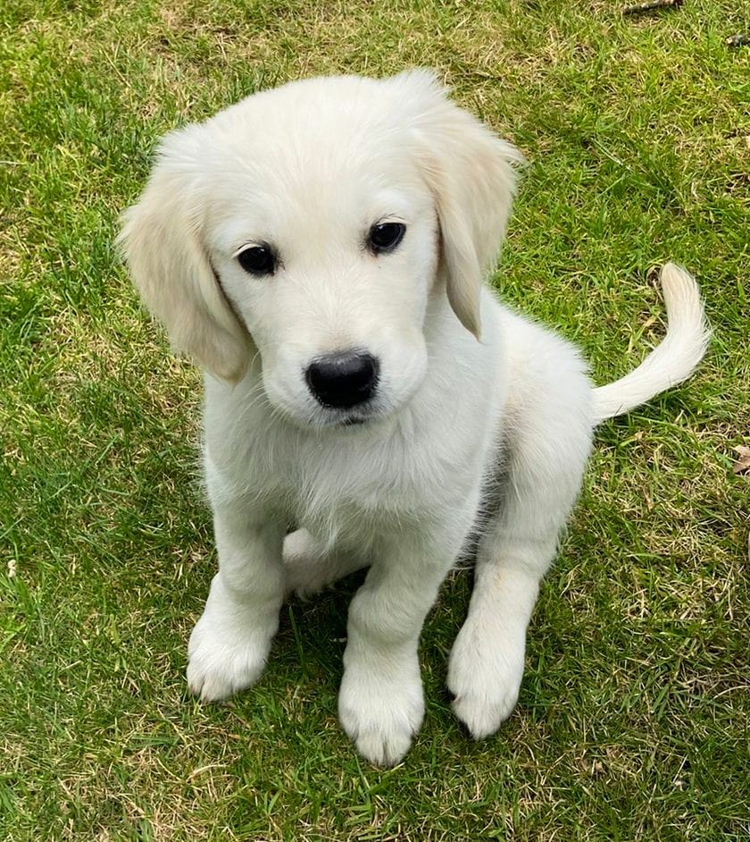 Golden-Retriever-Bremen