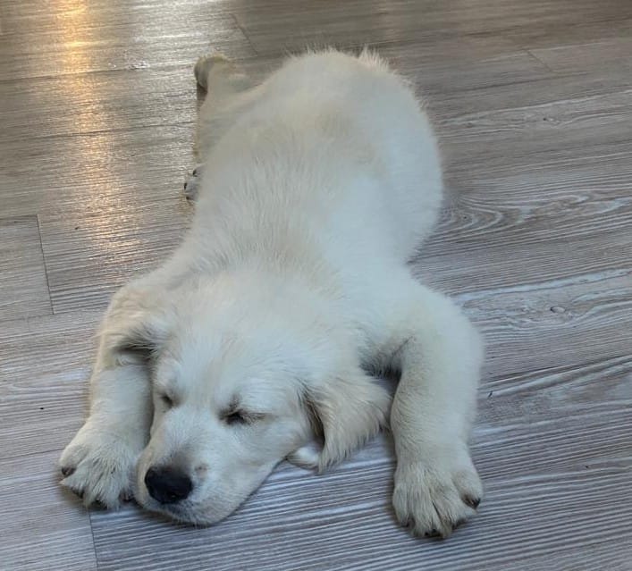 Golden-Retriever-Bremen