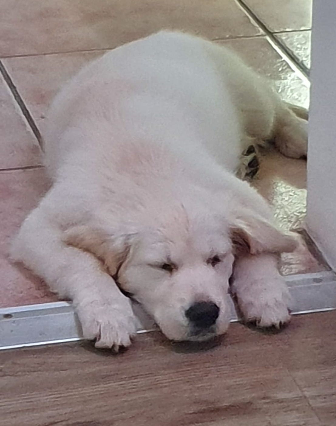 Golden-Retriever-Bremen
