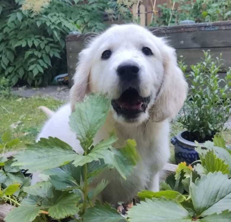 Golden-Retriever-Bremen