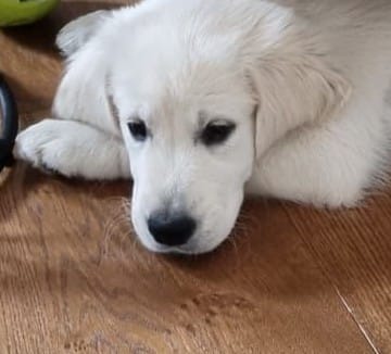 Golden-Retriever-Bremen
