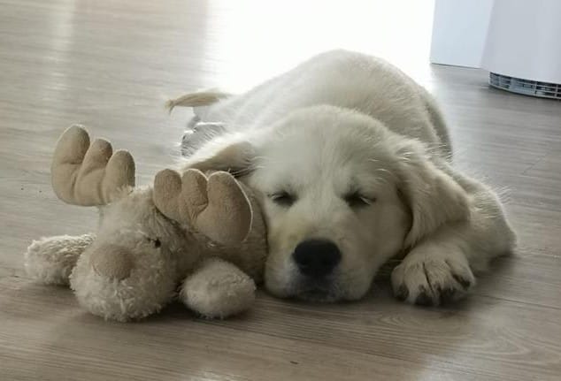 Golden-Retriever-Bremen