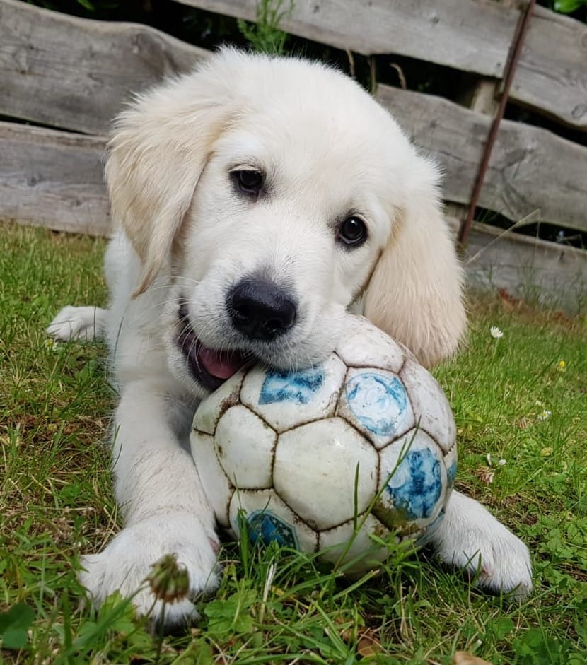 Golden-Retriever-Bremen