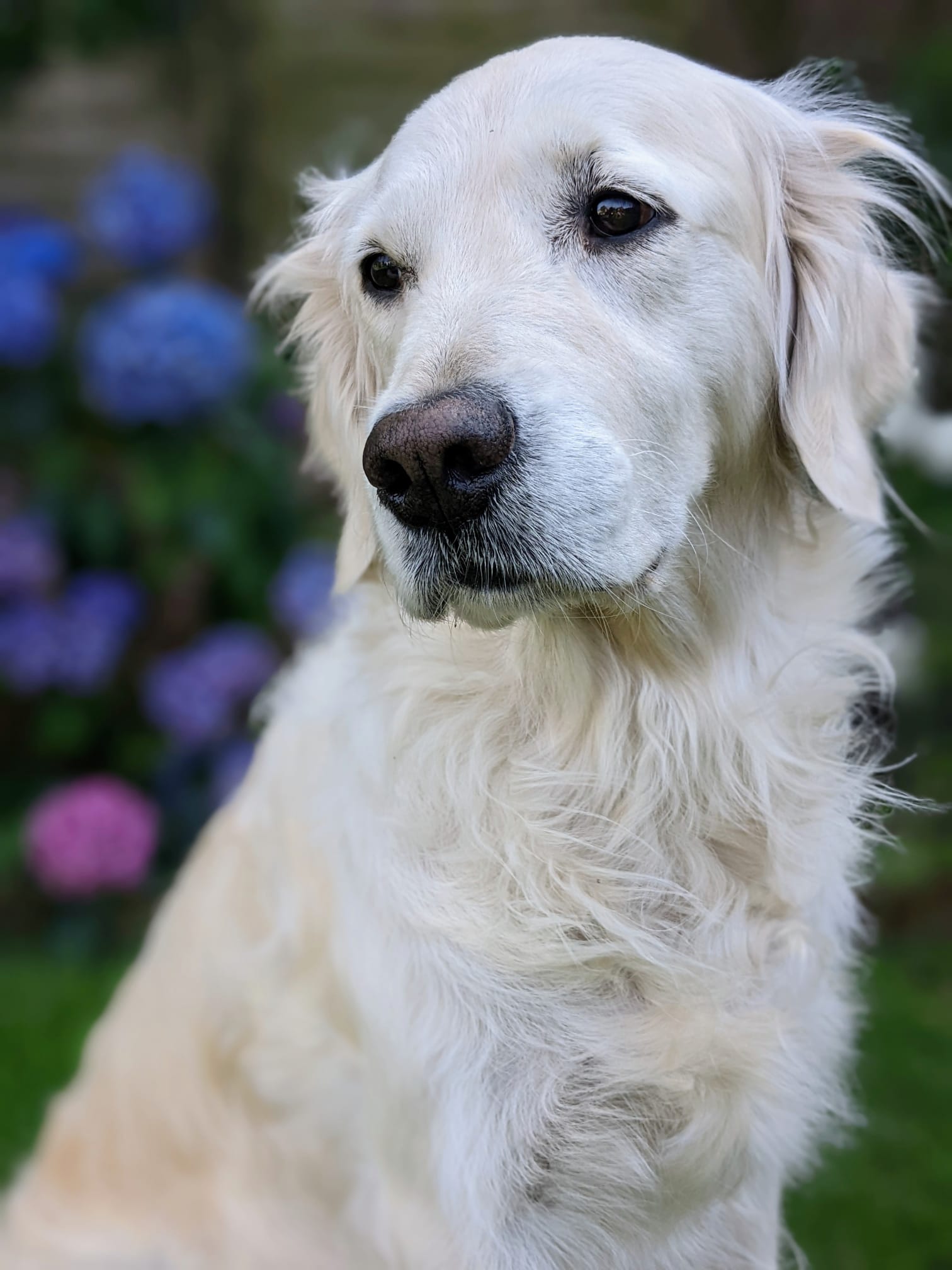 Golden-Retriever-Bremen