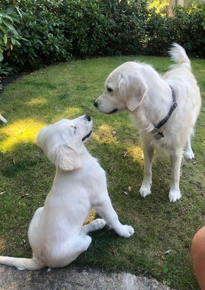 Golden-Retriever-Bremen