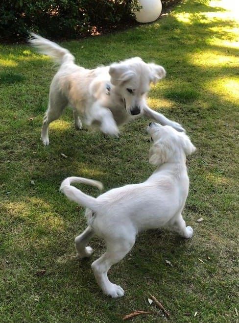 Golden-Retriever-Bremen