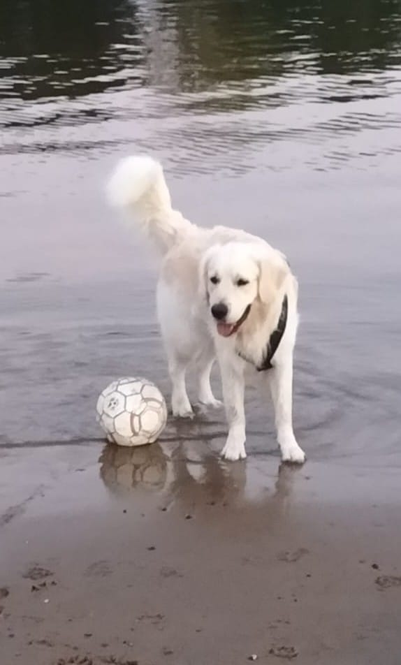 Golden-Retriever-Bremen