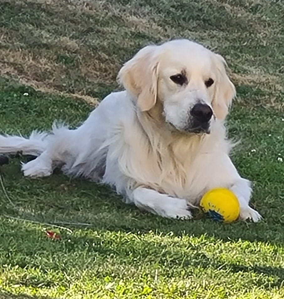 Golden-Retriever-Bremen