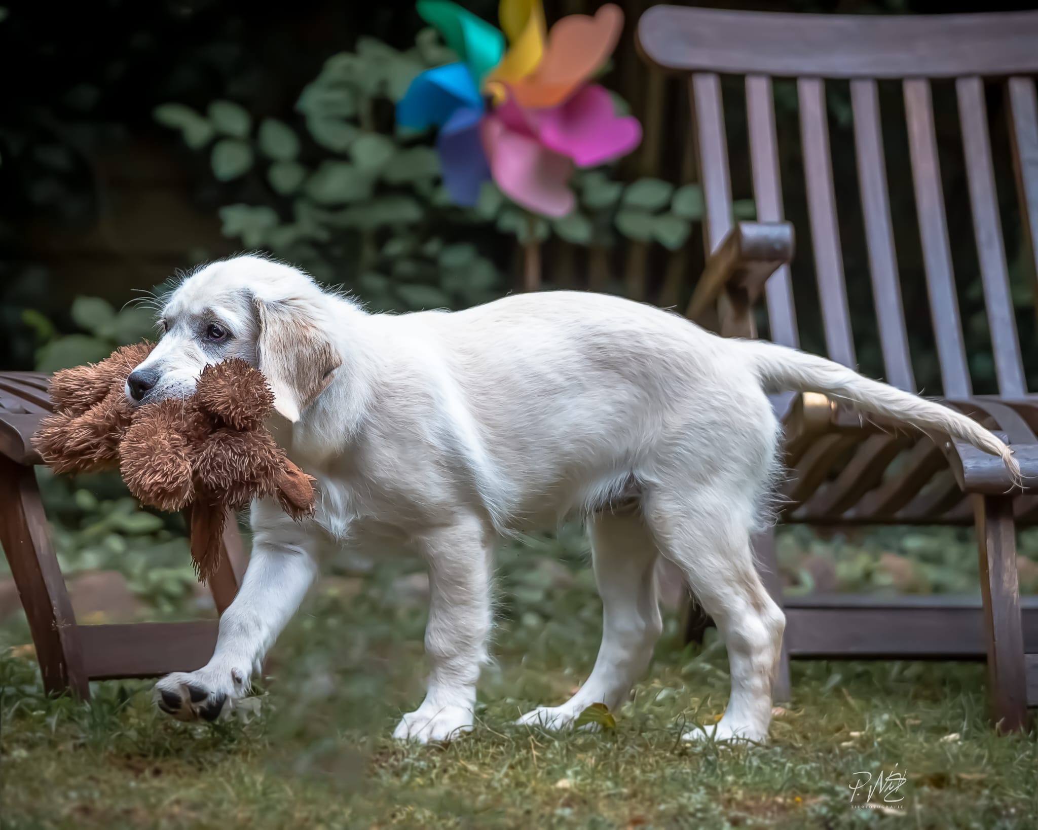 Golden-Retriever-Bremen