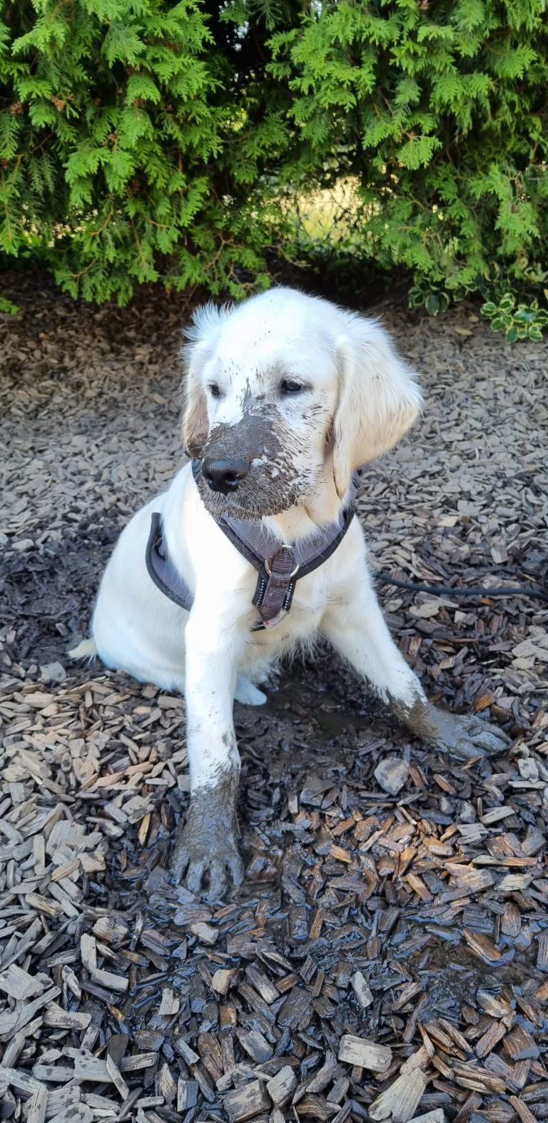 Golden-Retriever-Bremen