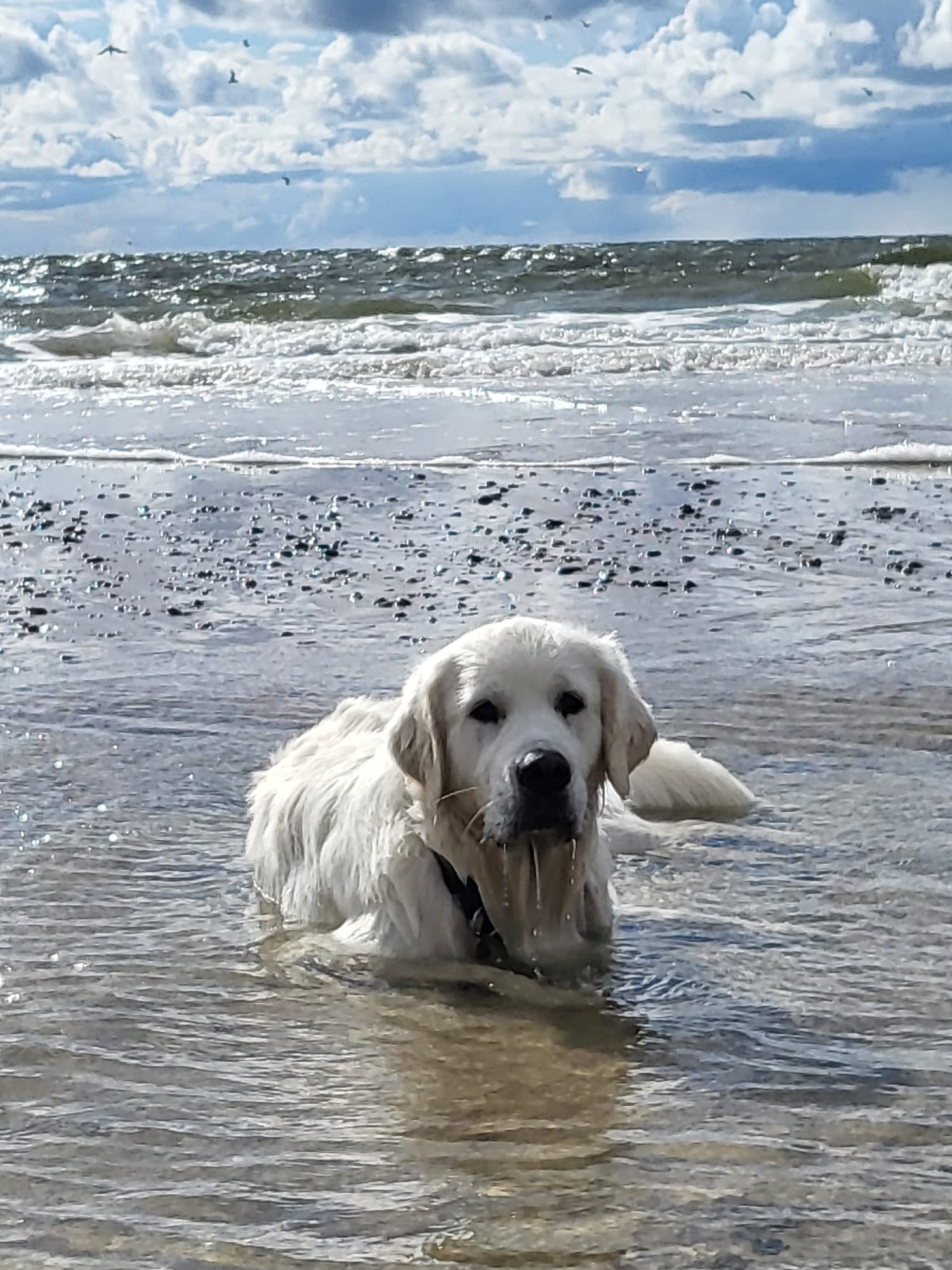 Golden-Retriever-Bremen
