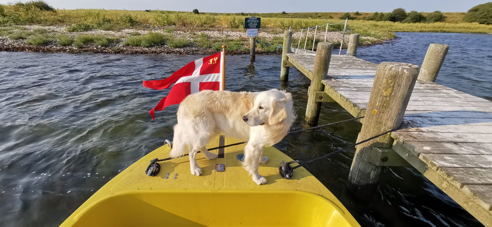 Golden-Retriever-Bremen